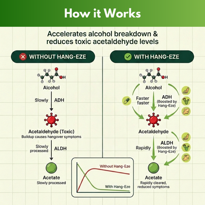 Diagram explaining how Hang-Eze accelerates alcohol breakdown and reduces toxic acetaldehyde levels.